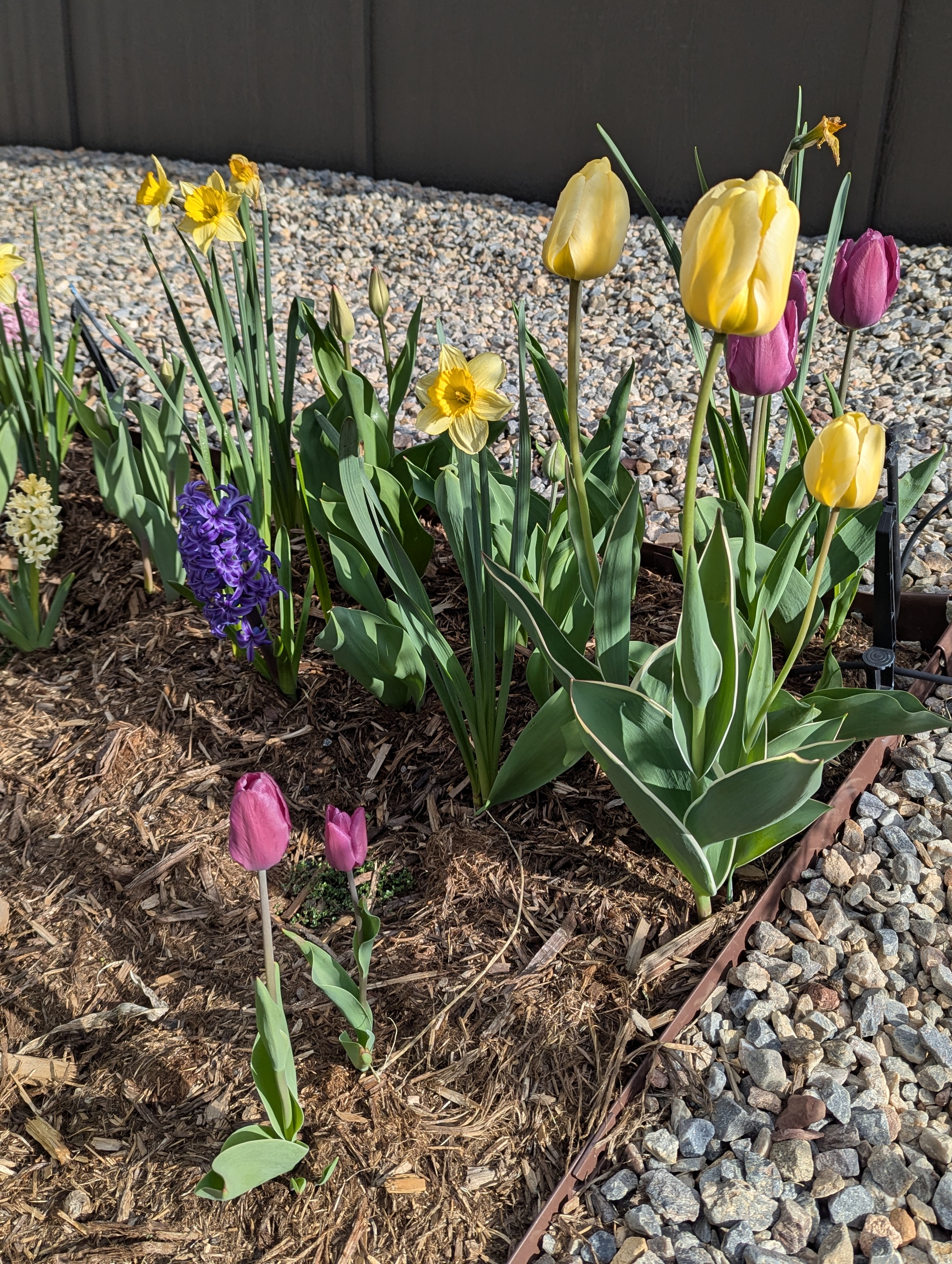 flowers, Morrison, Colorado